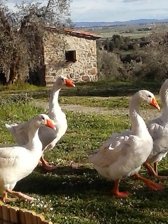 Casetta Dell'Uliveto Macchiascandona Bagian luar foto