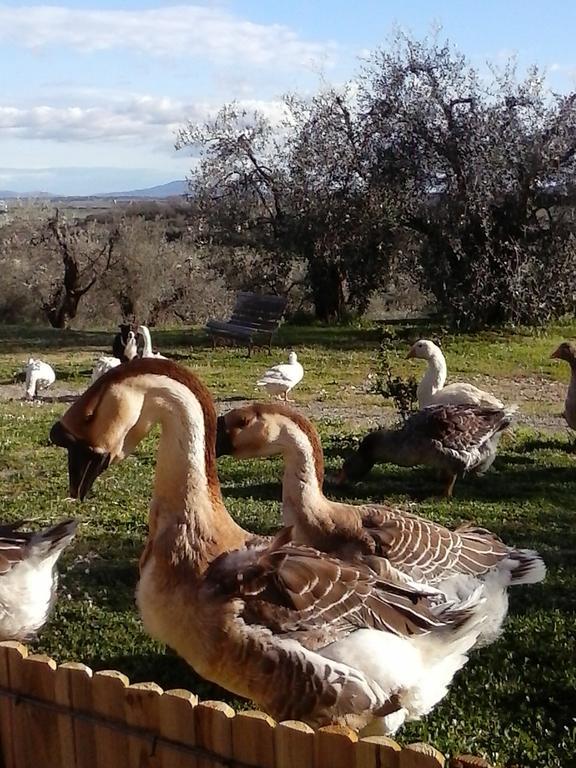 Casetta Dell'Uliveto Macchiascandona Bagian luar foto